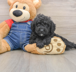 7 week old Mini Goldendoodle Puppy For Sale - Premier Pups