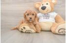 Friendly Mini Goldendoodle Baby