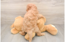 Playful Mini Groodle Poodle Mix Puppy