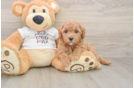 Best Mini Goldendoodle Baby