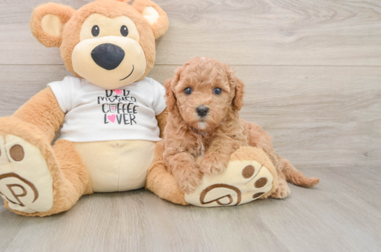 Best Mini Goldendoodle Baby