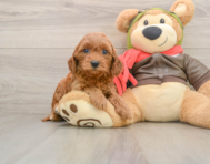7 week old Mini Goldendoodle Puppy For Sale - Premier Pups