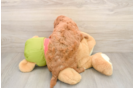 Best Mini Goldendoodle Baby