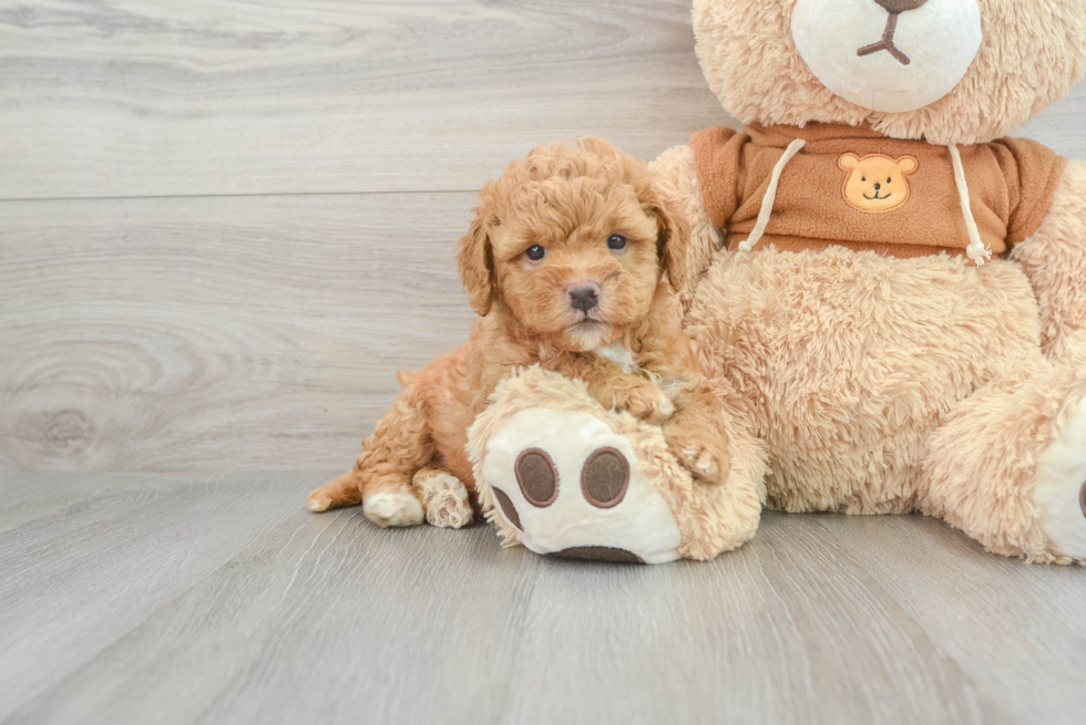 Little Golden Retriever Poodle Mix Puppy