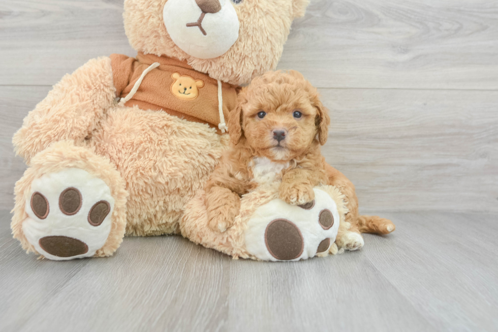 Energetic Golden Retriever Poodle Mix Puppy