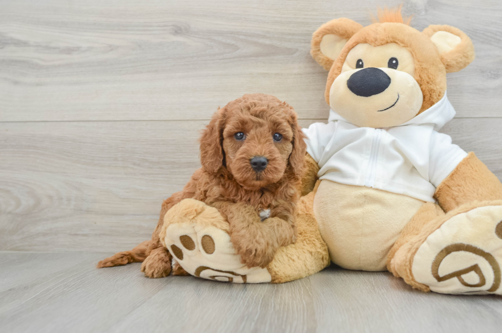 7 week old Mini Goldendoodle Puppy For Sale - Premier Pups