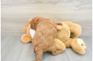 Hypoallergenic Mini Goldiepoo Poodle Mix Puppy