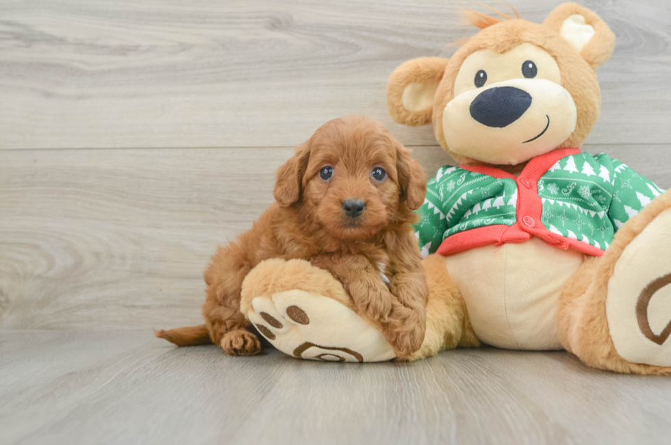 7 week old Mini Goldendoodle Puppy For Sale - Premier Pups