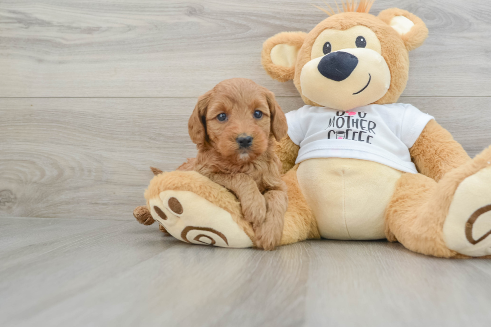 Popular Mini Goldendoodle Poodle Mix Pup