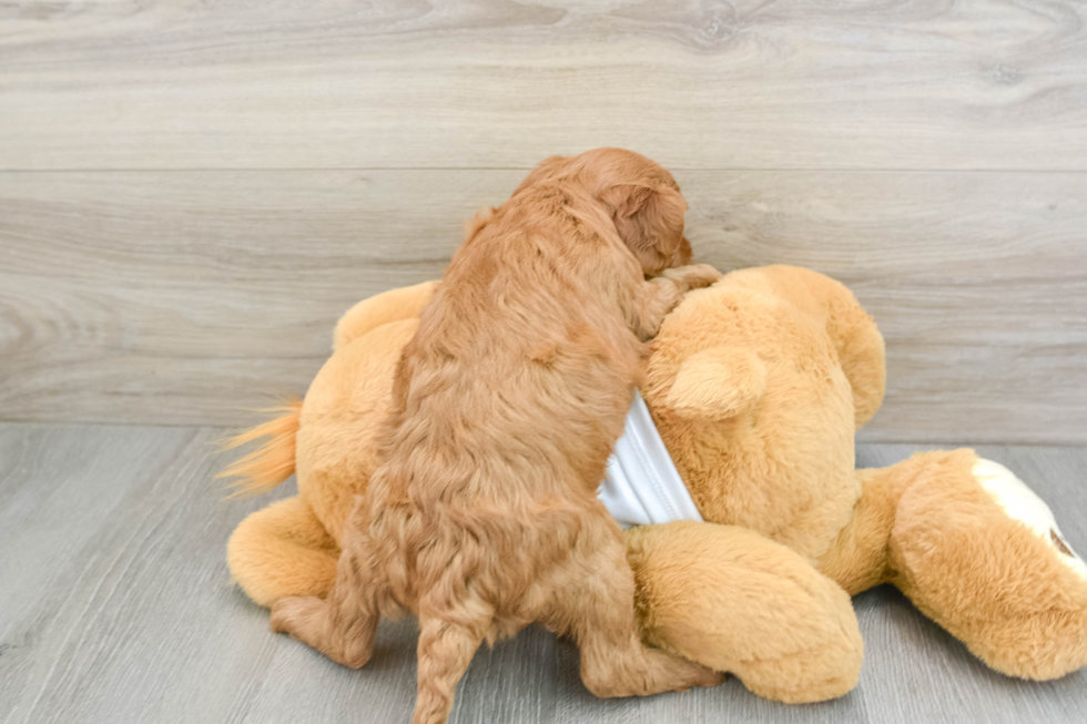 Best Mini Goldendoodle Baby