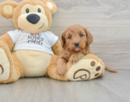 8 week old Mini Goldendoodle Puppy For Sale - Premier Pups