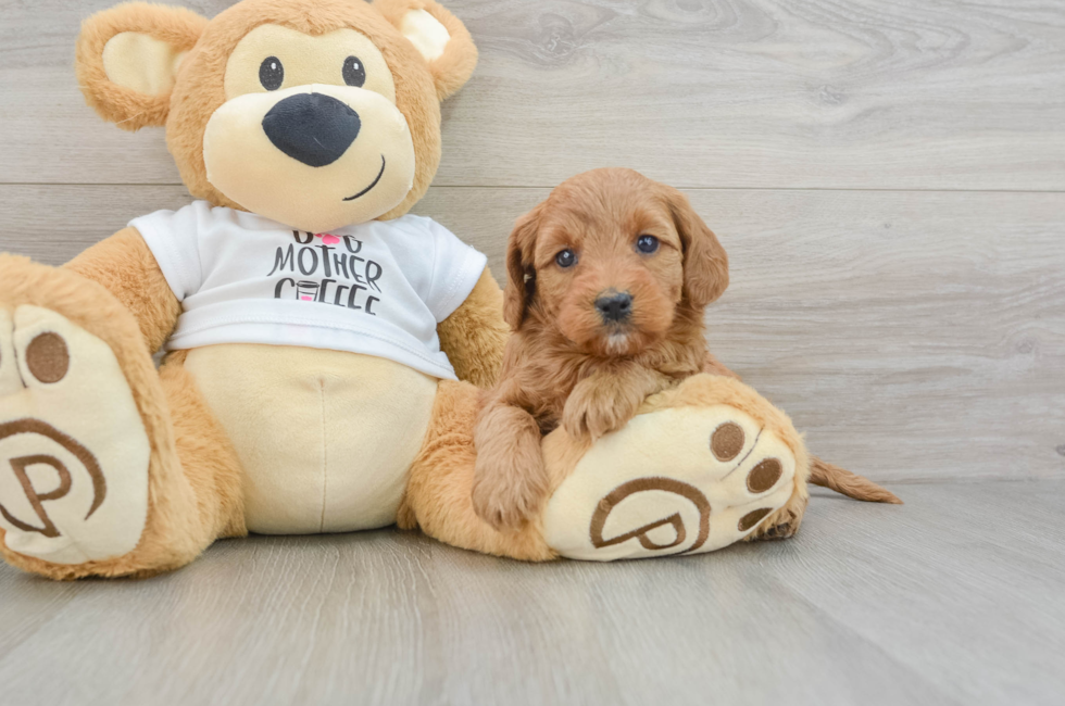 5 week old Mini Goldendoodle Puppy For Sale - Premier Pups