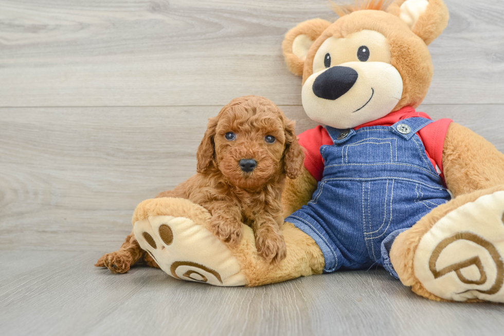 Mini Goldendoodle Puppy for Adoption