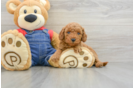 Little Mini Goldenpoo Poodle Mix Puppy