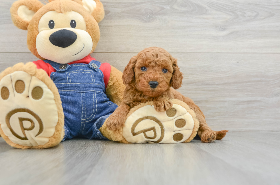 6 week old Mini Goldendoodle Puppy For Sale - Premier Pups