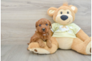 Cute Mini Goldendoodle Baby