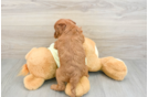 Little Mini Goldenpoo Poodle Mix Puppy