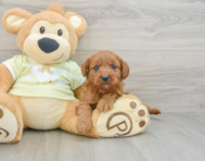7 week old Mini Goldendoodle Puppy For Sale - Premier Pups