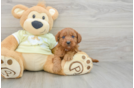 Energetic Golden Doodle Poodle Mix Puppy
