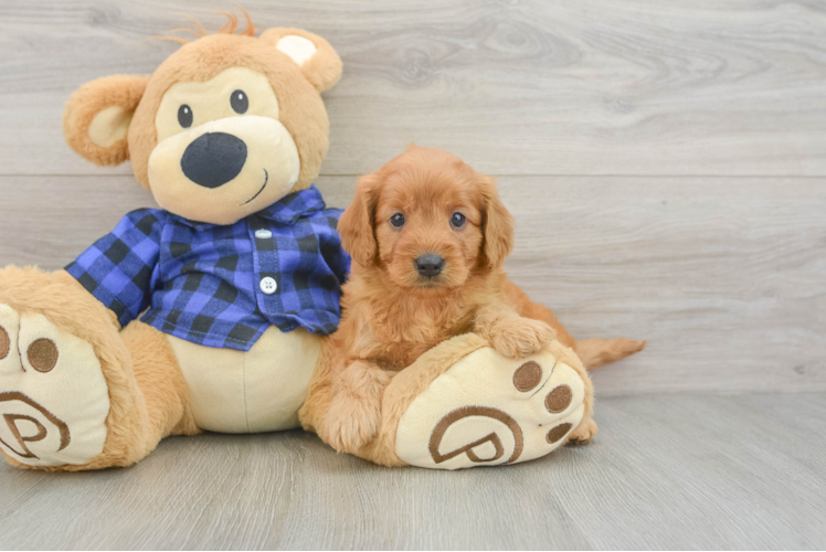 Mini Goldendoodle Pup Being Cute