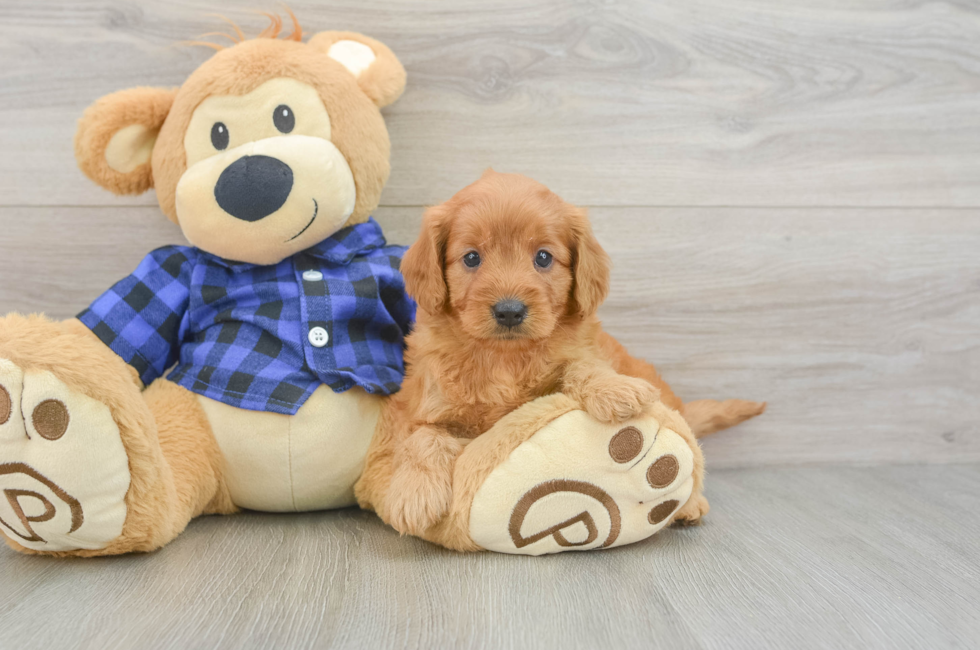 5 week old Mini Goldendoodle Puppy For Sale - Premier Pups
