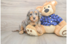 Sweet Mini Goldendoodle Baby