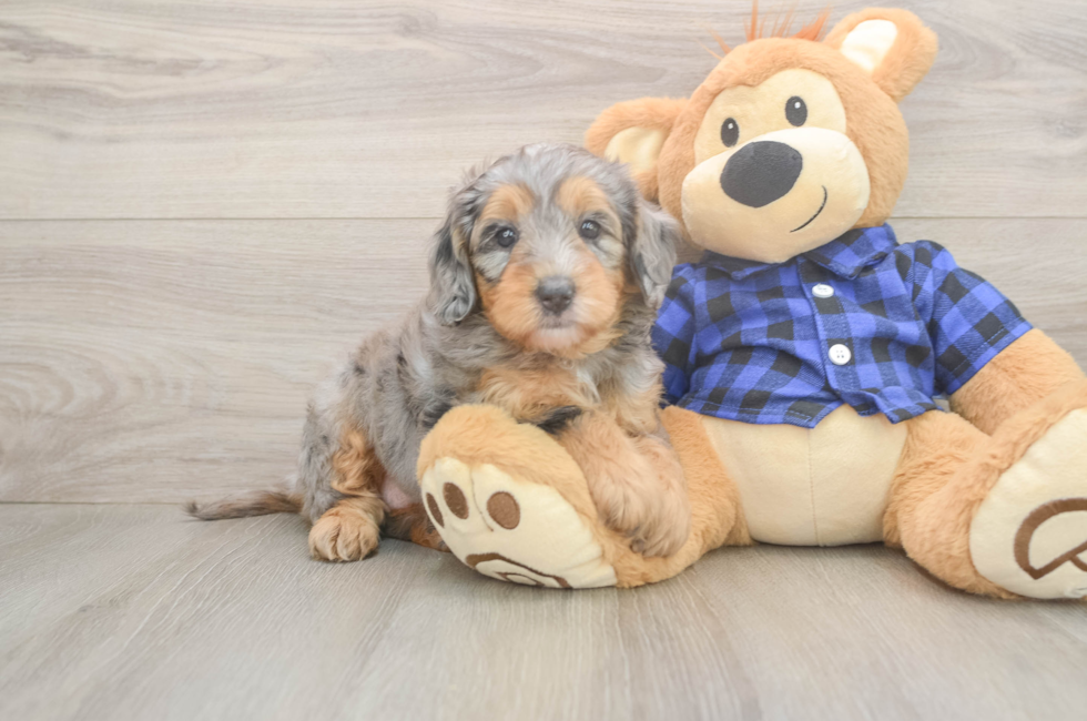 5 week old Mini Goldendoodle Puppy For Sale - Premier Pups