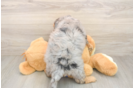 Cute Mini Goldendoodle Baby