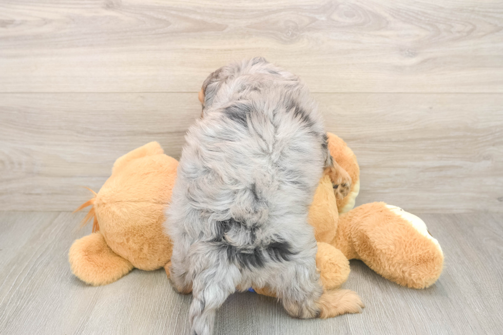 Cute Mini Goldendoodle Baby