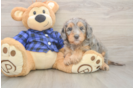 Best Mini Goldendoodle Baby