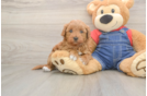 Best Mini Goldendoodle Baby