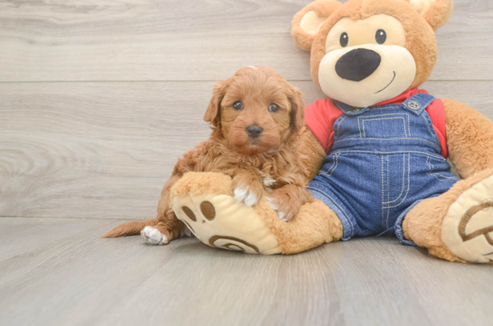 Best Mini Goldendoodle Baby