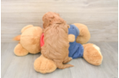 Smart Mini Goldendoodle Poodle Mix Pup