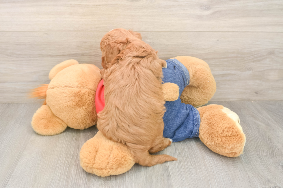 Smart Mini Goldendoodle Poodle Mix Pup