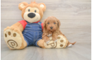 Small Mini Goldendoodle Baby