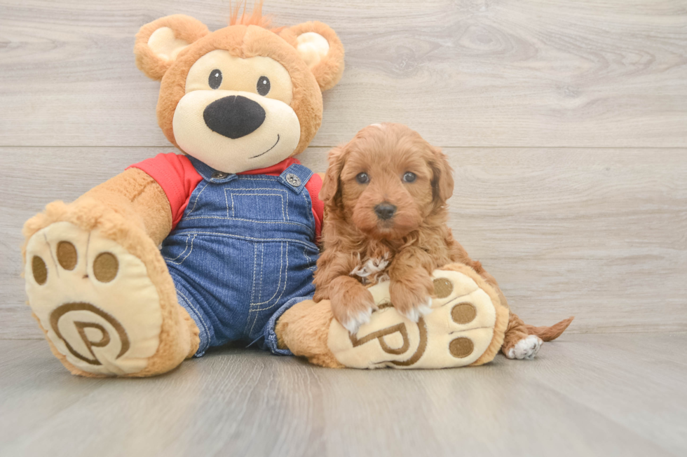 Small Mini Goldendoodle Baby