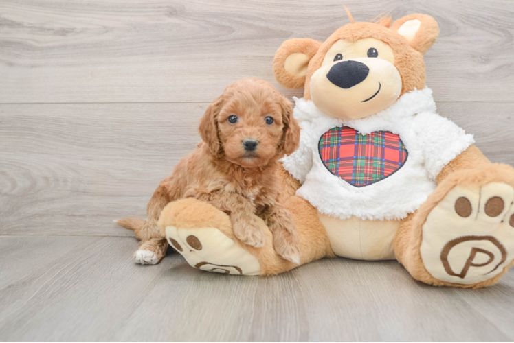 Mini Goldendoodle Puppy for Adoption