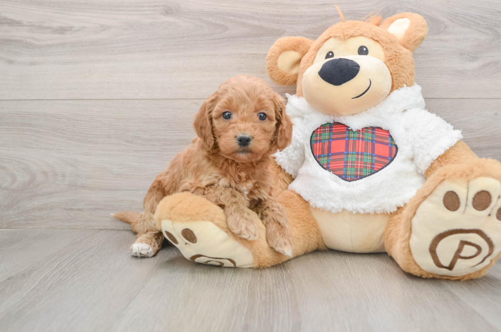 5 week old Mini Goldendoodle Puppy For Sale - Premier Pups