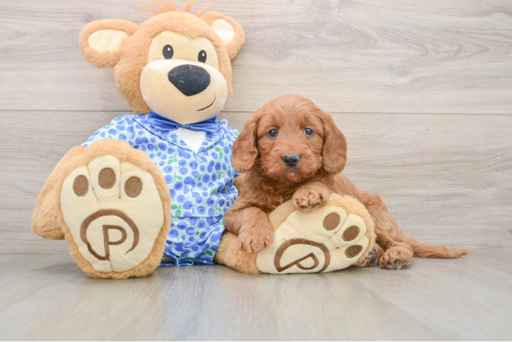 Best Mini Goldendoodle Baby