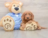 6 week old Mini Goldendoodle Puppy For Sale - Premier Pups