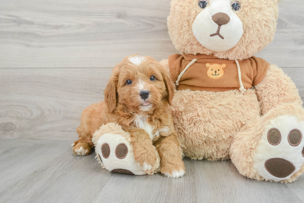 Mini Goldendoodle Puppy for Adoption