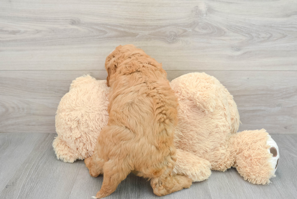 Smart Mini Goldendoodle Poodle Mix Pup