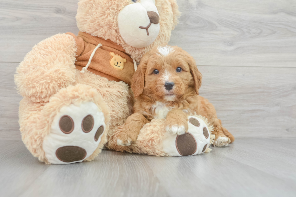 Mini Goldendoodle Pup Being Cute