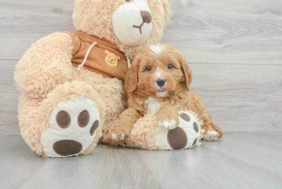 Mini Goldendoodle Pup Being Cute