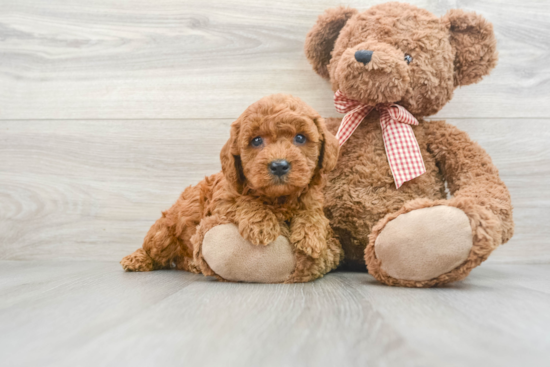 Mini Goldendoodle Puppy for Adoption