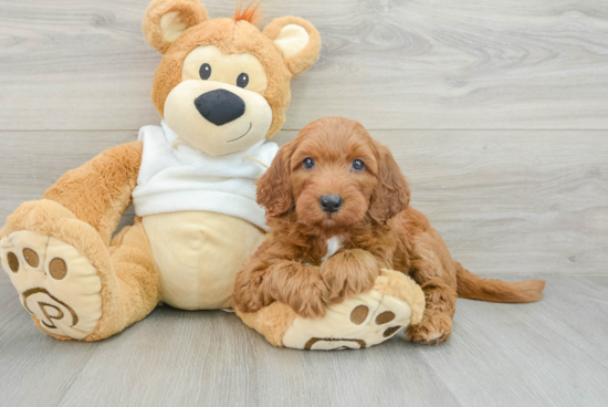 Mini Goldendoodle Puppy for Adoption