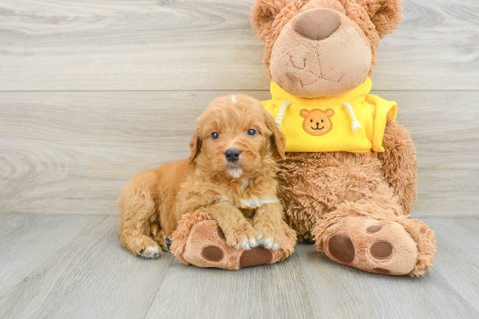 Sweet Mini Goldendoodle Baby