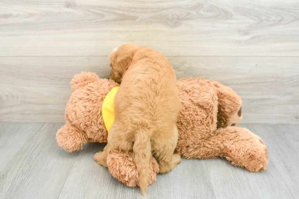 Smart Mini Goldendoodle Poodle Mix Pup