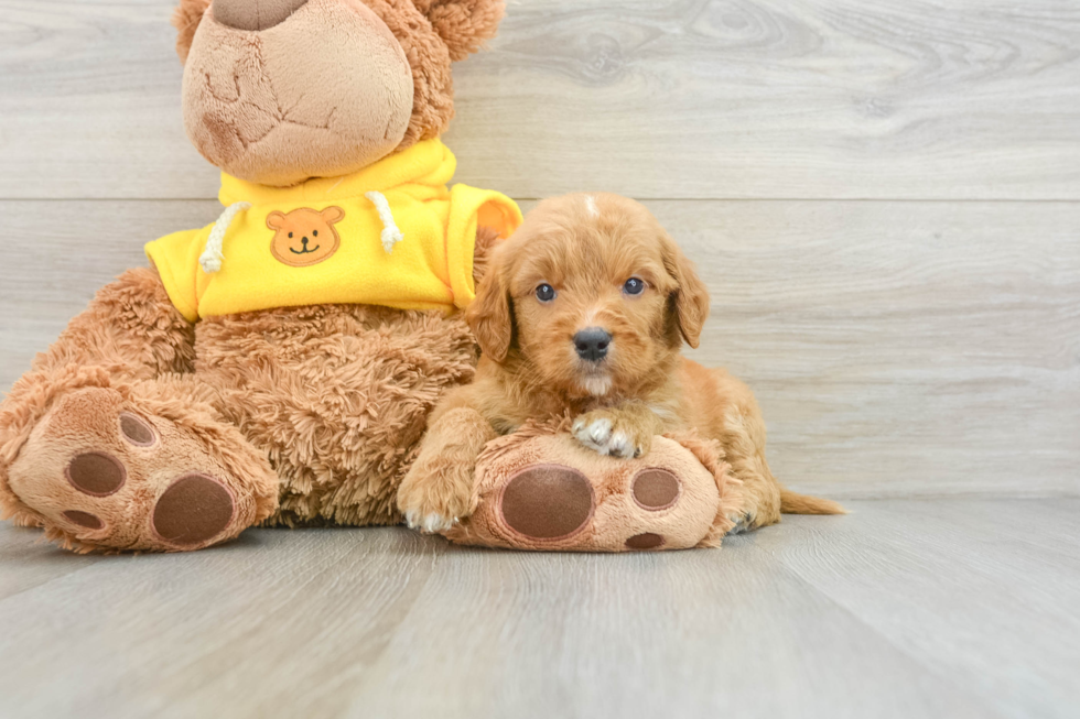 Mini Goldendoodle Puppy for Adoption