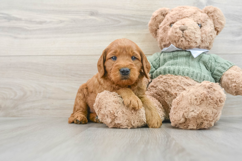 Mini Goldendoodle Puppy for Adoption